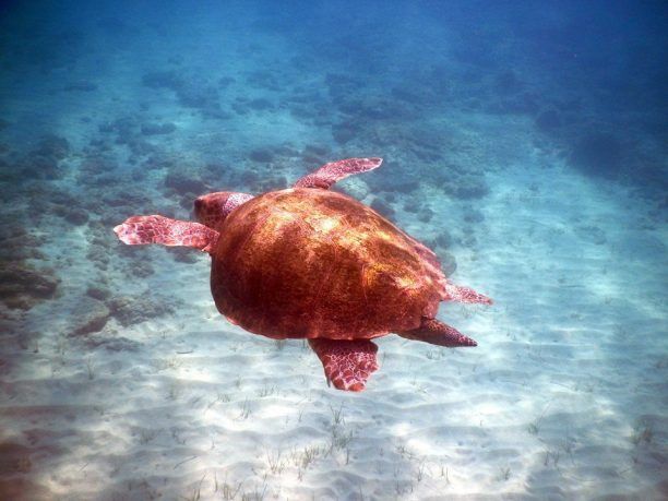 Θα απελευθερώσουν στο φυσικό της περιβάλλον τη θαλάσσια χελώνα που βρήκαν εξαντλημένη στη Ρόδο
